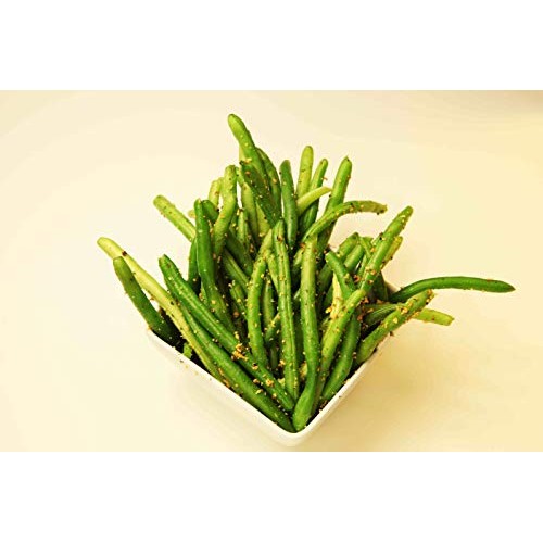 Gustus Vitae - Garlic Pepper Rub - Artisan Seasoning - Non Gmo -