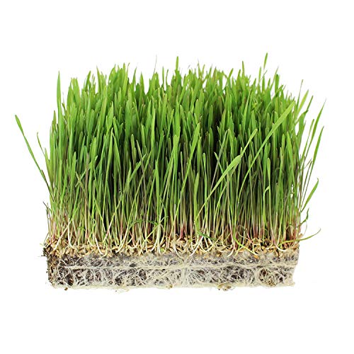 5 Lb Bulk Non-Gmo Organic Whole Wheat Kernels - Hard White Wheat