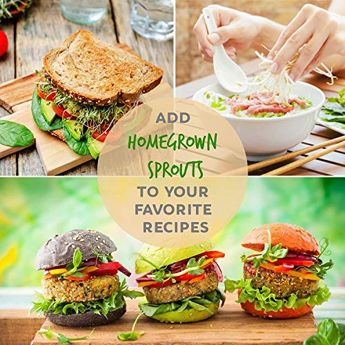 5 Lb Bulk Non-Gmo Organic Whole Wheat Kernels - Hard White Wheat