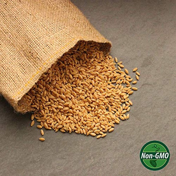 2.5 Lb Non-GMO Organic Whole Wheat Kernels - Hard White Wheat Gr...