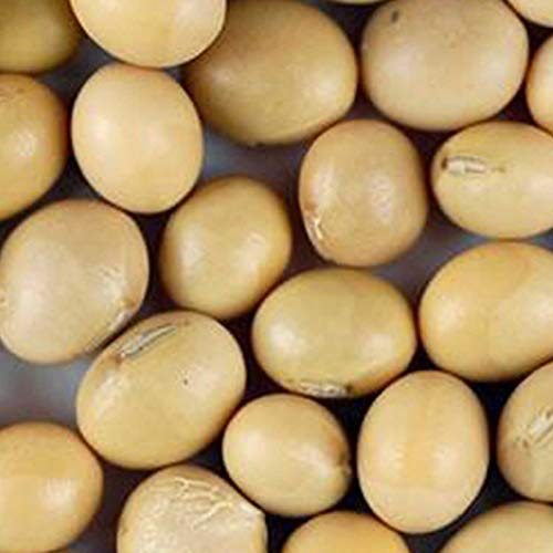 25 Lbs Organic Soybeans - Certified Organic Soy Beans For Soymil