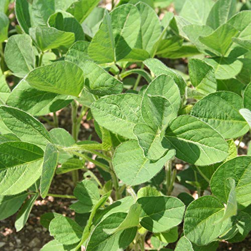 25 Lbs Organic Soybeans - Certified Organic Soy Beans For Soymil