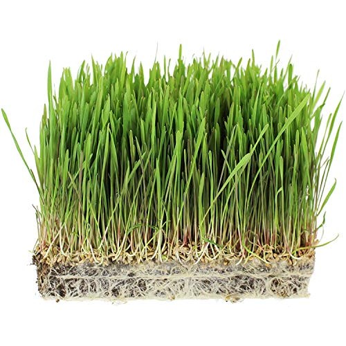 3.5 Lb Non-Gmo Organic Whole Oat Groats W/ Husk - Gluten Free