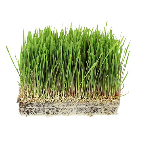 35 Lb Bulk Non-Gmo Organic Whole Wheat Kernels - Hard White Whea