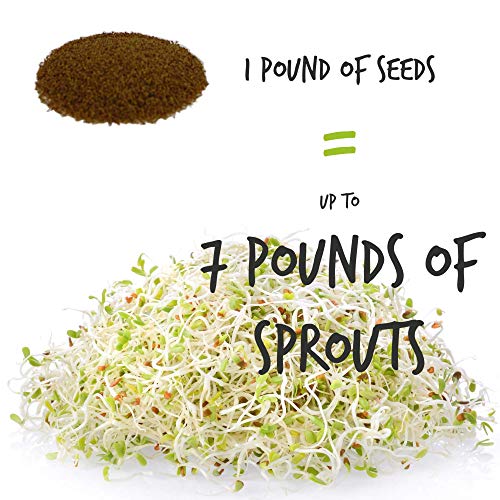 Beginners Dozen Organic Sprouting Seeds - 1 Lb Ea. of Alfalfa, B...