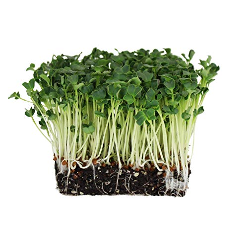 Beginners Dozen Organic Sprouting Seeds - 1 Lb Ea. of Alfalfa, B...