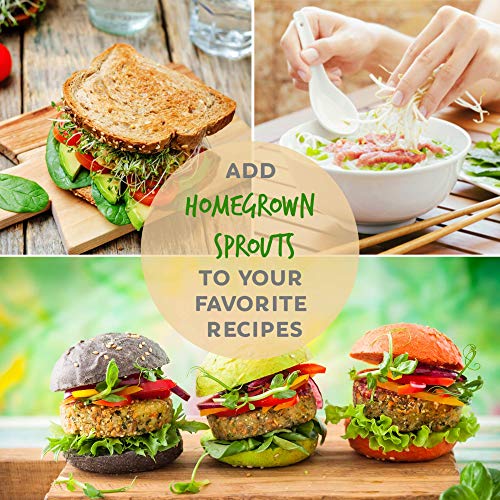 Certified Organic Alfalfa Sprouting Seed- 8 Oz - Handy Pantry Br...