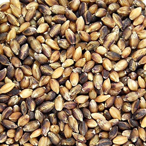 Purple Barley Seeds - Certified Organic - 2.5 Lb Pouch - Handy P