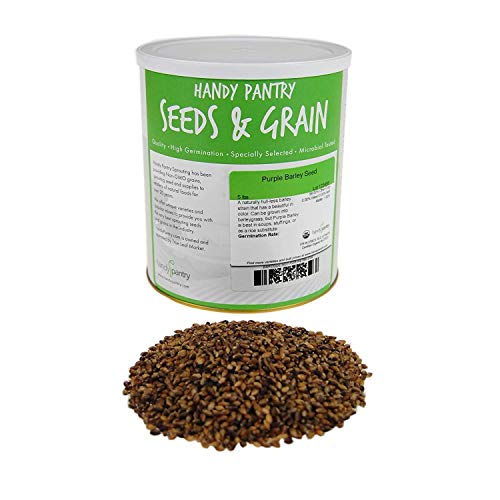 Purple Barley Seeds - Certified Organic - 5 Lbs - Handy Pantry B
