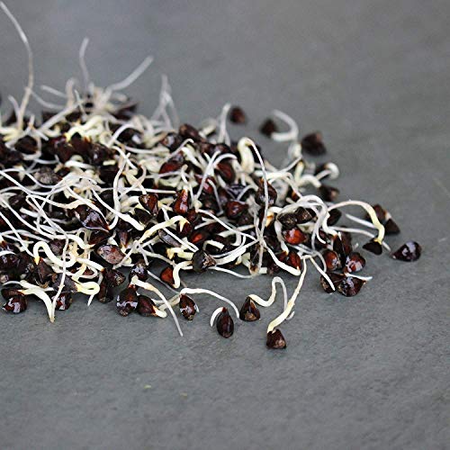 Sprouting Seed Super Sampler- Organic- 2.5 Lbs of 10 Different D...