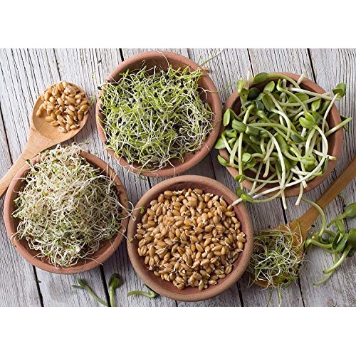 Sprouting Seed Super Sampler- Organic- 2.5 Lbs of 10 Different D...