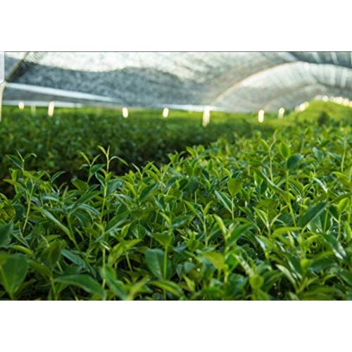 Haru - Japanese Organic Genmaicha Matcha-Iri Loose Leaf Green Te