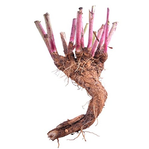 Chicory Root Cichorium L. - Cichory Radix Health Embassy - 100