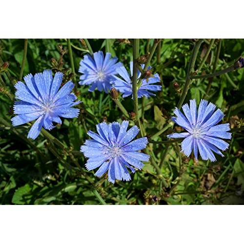 Chicory Root Cichorium L. - Cichory Radix Health Embassy - 100
