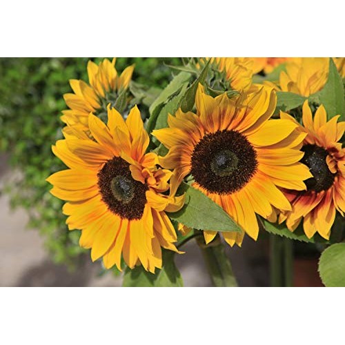 Sunflower Baking Flour 450G - Health Embassy - 100% Natural 450G