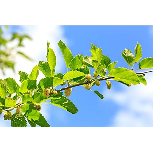 White Mulberry Leaf Morus alba - Health Embassy - 100% Natural...