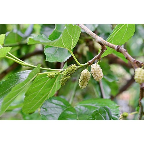 White Mulberry Leaf Morus alba - Health Embassy - 100% Natural...
