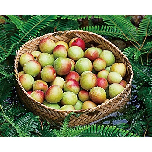 HELENOU666 Dried Green Plums Pitted Preserved Prunes Fruit Sweet...