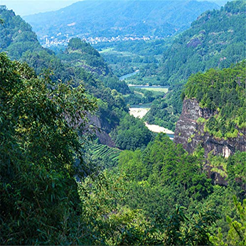 Chinese Oil Cut Black Oolong Tea Fresh Natural Tea High Cost-Eff