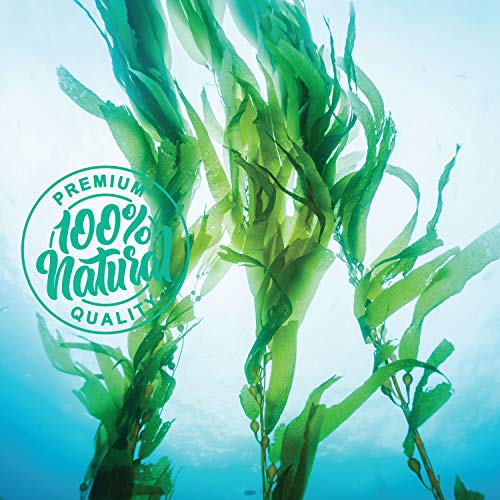 Kelp Powder 1 Lb, Natural Iodine Supplement High Fiber Raw Kel