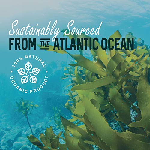 Kelp Powder 1 Lb, Natural Iodine Supplement High Fiber Raw Kel