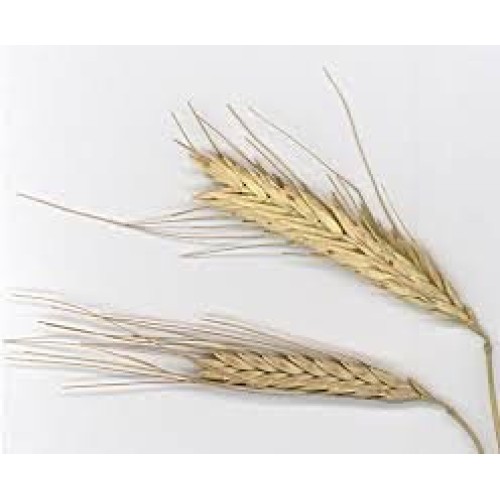 Organic Whole Grain Einkorn Flour, Fresh Stone-Ground &Amp; Usa Grow Organic Whole Grain Einkorn Flour, Fresh Stone-Ground &Amp; Usa Grow