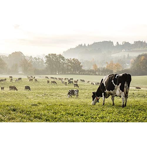 Organic Cultured Ghee - From Award Winning Euro Styled High Fat