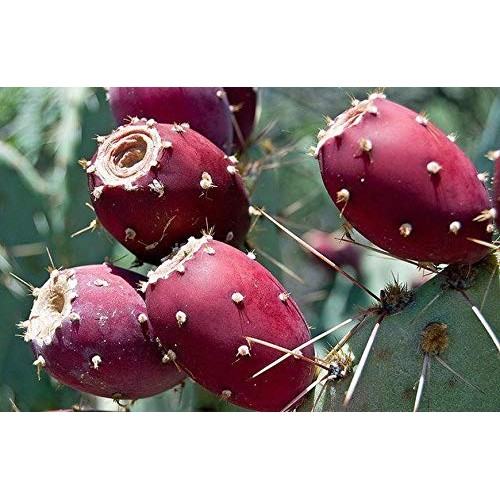 Red Prickly Pear Fruit Powder - 8 Oz, Tuna Fruit Powder, Cactus