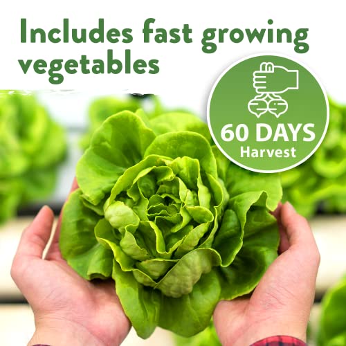 12 Fall Vegetable Seeds - USA Heirloom Non GMO Fall & Winter Veg...