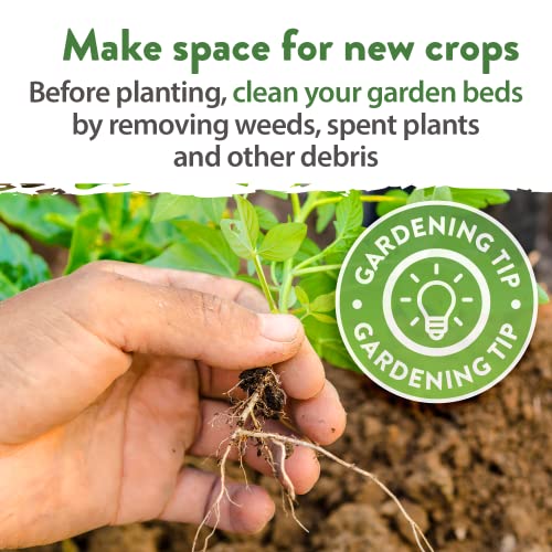 12 Fall Vegetable Seeds - USA Heirloom Non GMO Fall & Winter Veg...