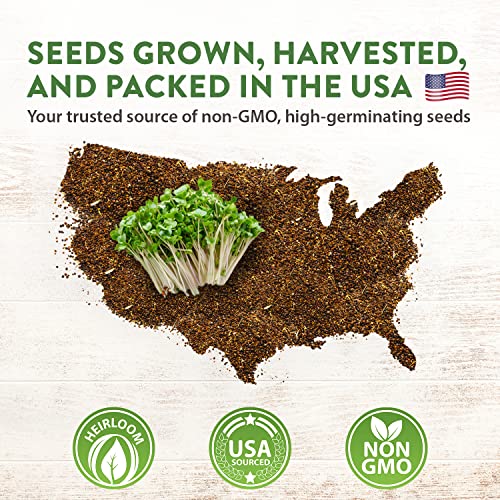 Broccoli Seeds for Sprouting or Microgreens - High Germination S...