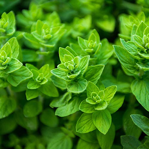 Hqoexpress | Oregano Leaf Organic | 5 Oz. Chef Jar