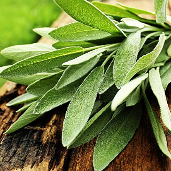HQOExpress | Organic Sage Leaf Rub | 9 oz. Chef Jar