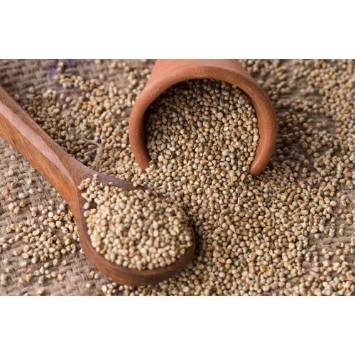 Ikshvaku Pearl Millet | Bajra