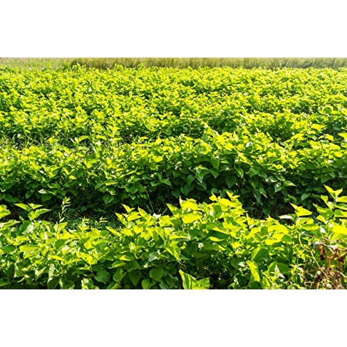 White Mulberry Tea - Herbal Loose Leaf Tea - Pure Morus Alba - C...