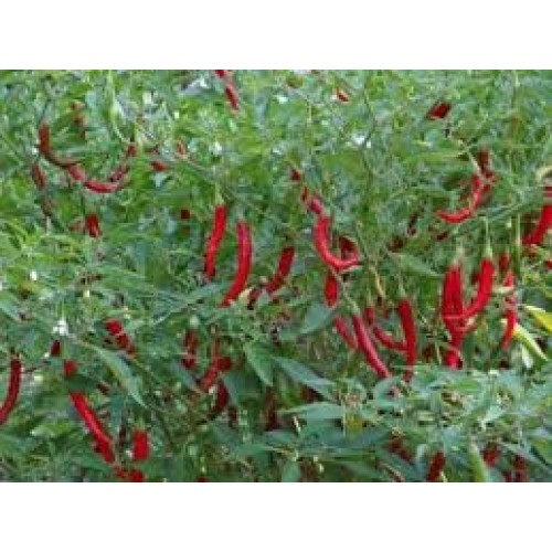 Fresh Thai Chile Peppers - 16 Oz