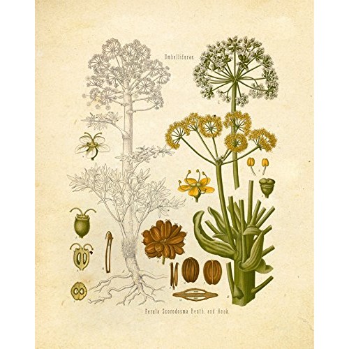 Eastern And Indian Herbs And Spices Vintage Botanical Art Prints