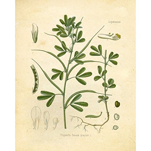 Eastern And Indian Herbs And Spices Vintage Botanical Art Prints
