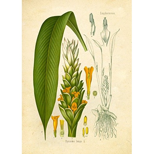 Eastern And Indian Herbs And Spices Vintage Botanical Art Prints
