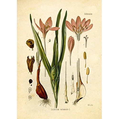 Eastern And Indian Herbs And Spices Vintage Botanical Art Prints