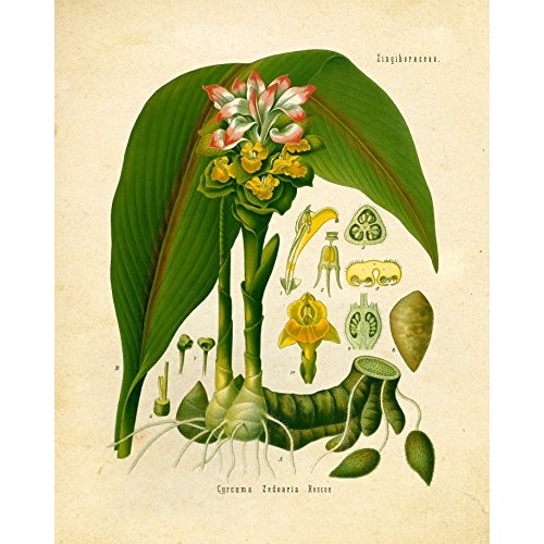 Eastern And Indian Herbs And Spices Vintage Botanical Art Prints
