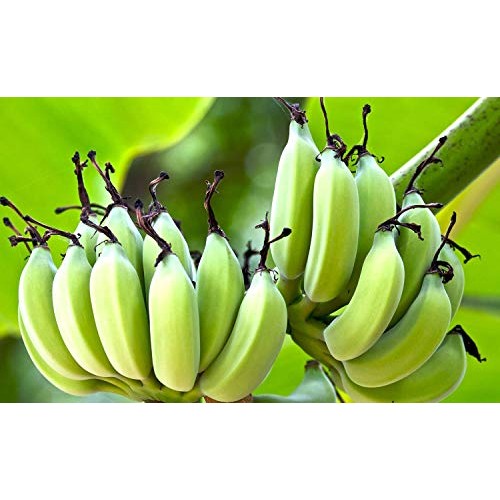 Inka Crops Inka Chips, Sweet Plantain Chips, 3.25 Ounce Pack Of