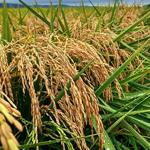 Inland Cape Rice, Long-Grain White Rice - Non-Gmo, Usa Grown, 2