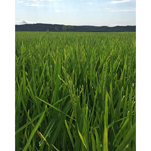 Inland Cape Rice, Long-Grain White Rice - Non-Gmo, Usa Grown, 2