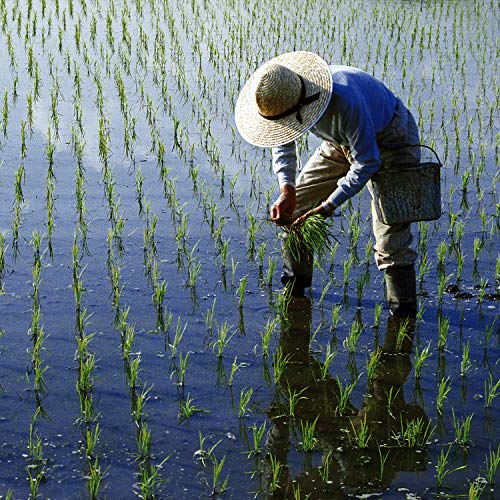 Iris Ohyama Nanatsuboshi From Hokkaido, Japanese Premium Short G