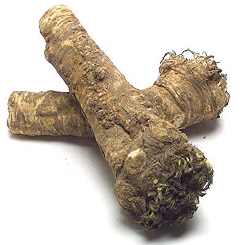 Horseradish Roots Natural, 1/2 Pound, No International Orders