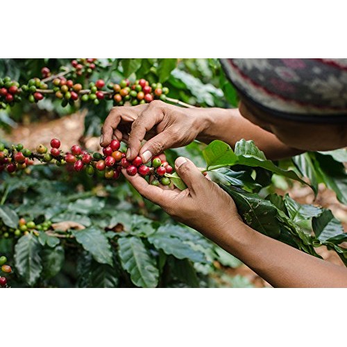 Java Planet, Organic Coffee Beans, Guatemalan Single Origin, Gou