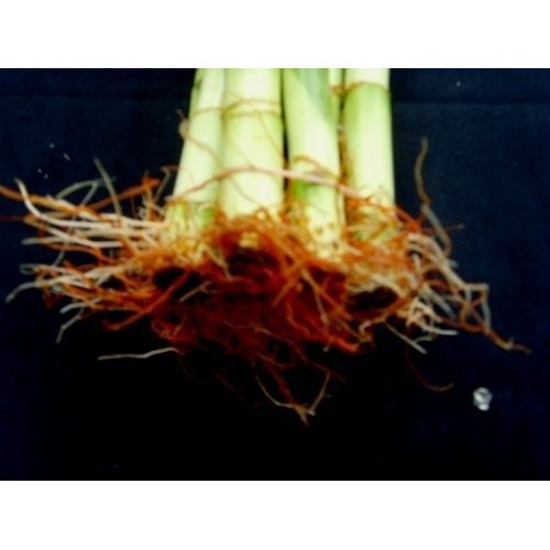 Betterdecor- 1 Bundle 10 Stalks Of 6 Inches Spiral Lucky Bamb