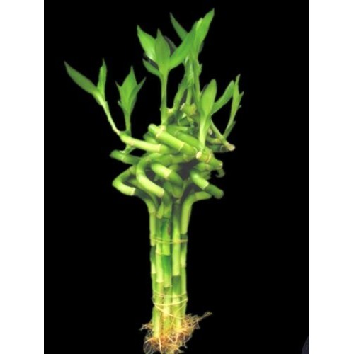 Betterdecor- 1 Bundle 10 Stalks Of 6 Inches Spiral Lucky Bamb
