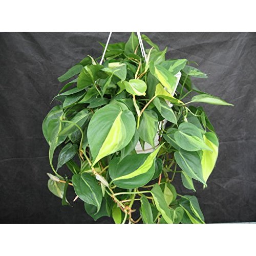 Brazil Philodendron 6